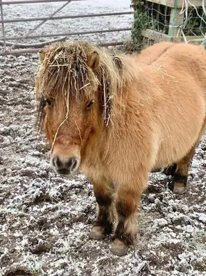 a brown pony standing in the snow at Bluebell Annexe in Little Grandsen