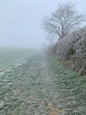 a foggy field with trees and a dirt road at Bluebell Annexe in Little Grandsen
