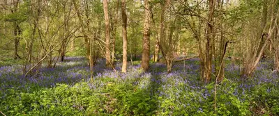 a wooded area with blue flowers and trees at Bluebell Annexe in Little Grandsen