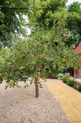 an apple tree with oranges on it in a garden at Guest House in Audley End in Saffron Walden
