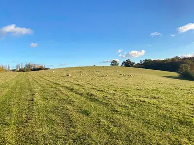 a herd of animals grazing on a grassy field at Oak Cottage in Ware