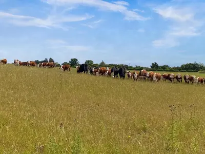 a herd of cows walking through a field at Oak Cottage in Ware