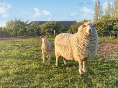 two sheep standing in a field of grass at Oak Cottage in Ware