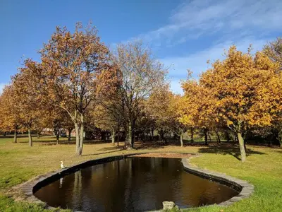 a pond in the middle of a park with trees at Cabin in the countryside in Sible Hedingham