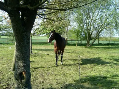 a horse standing in a field next to a tree at Valley Farmhouse, Westhall in Southwold
