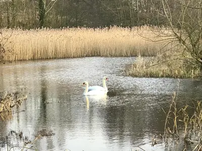 two white swans are swimming in a pond at Love Heart Cottage in Wickham Market