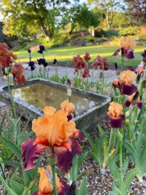 a group of flowers in a garden with a pond at The Old Stable at Manor House, Middleton in Middleton