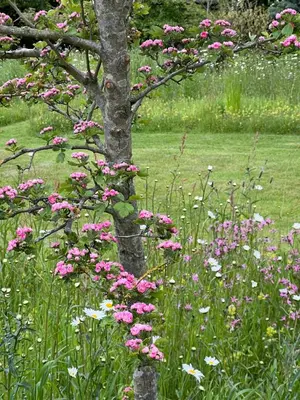 a tree in a field with pink flowers at The Old Stable at Manor House, Middleton in Middleton