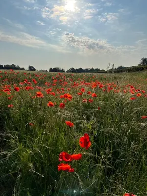a field of red poppies in a field at The Old Stable at Manor House, Middleton in Middleton