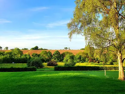 a green field with a tree in the middle at Twosome in Halesworth