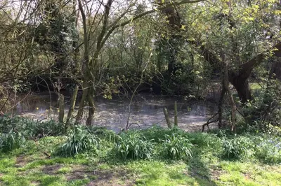 a stream in a park with trees and water at Toad Hall in Swilland