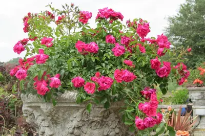 a bunch of pink flowers in a stone planter at Newmans Lodge in Lavenham
