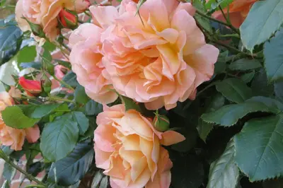 a bunch of peach colored roses on a bush at Newmans Lodge in Lavenham