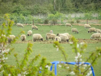 a herd of sheep grazing in a field at 3 Hazlewood in Aldringham