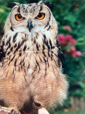 an owl is sitting on top of a branch at Owlhoot Annexe in Sudbury