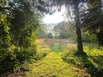 a path in the middle of a field with a tree at Rivendell in Diss