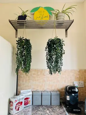 two potted plants on a shelf in a kitchen at Hidden Gem in Chelmsford by Artisan Stays I Weekly or Monthly Stay Offer I Free Parking I Sleeps 5 in Chelmsford