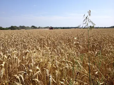 a field of wheat with a tractor in the background at Puttocks Farm in Great Dunmow