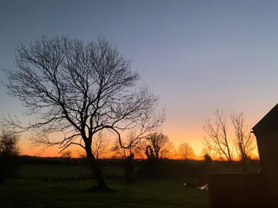 a tree in a field with the sunset in the background at Brook Farm in Harleston