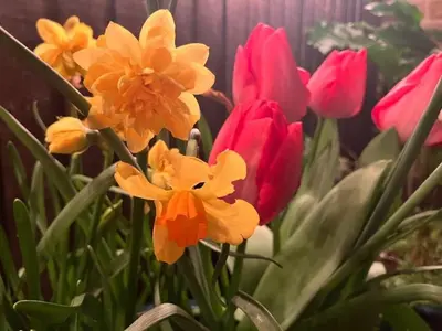 a group of colorful flowers in a garden at Entire studio with private parking and balcony in Southend-on-Sea