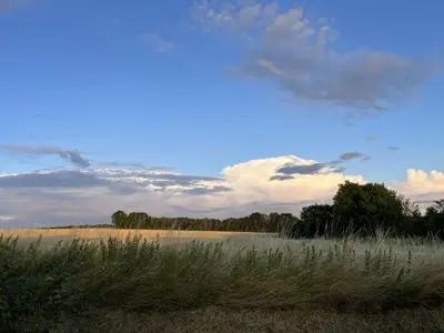 a field with tall grass and a blue sky at Willow Barn, Long Melford in Long Melford