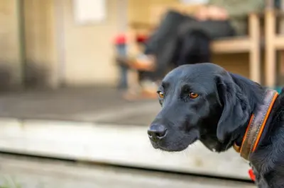 a black dog wearing a collar looking at something at Linnet - Sweffling Hall in Rendham