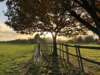 a horse standing next to a fence next to a tree at The Willows in Great Horkesley