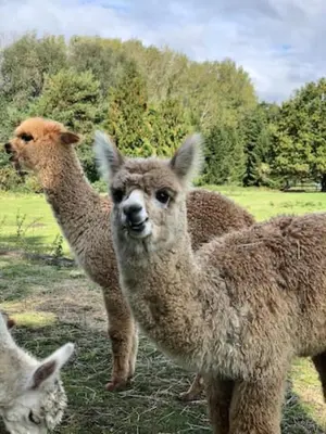 a group of llamas standing in a field at The Willows in Great Horkesley