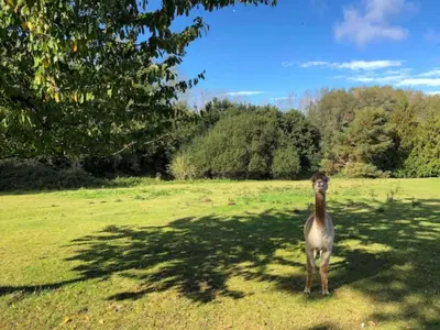 a bird standing in a field with a tree at The Willows in Great Horkesley