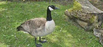 a goose standing in the grass next to a rock at Captivating 1-Bed Cabin in Newmarket in Newmarket