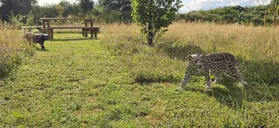 a cheetah walking in the grass in a field at Beautiful 1-Bed Cabin in Newmarket in Newmarket