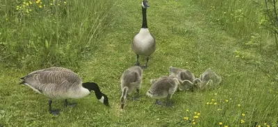 a mother goose and her babies standing in the grass at Beautiful 1-Bed Cabin in Newmarket in Newmarket