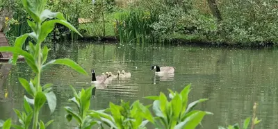 a group of three ducks swimming in the water at Beautiful 1-Bed Cabin in Newmarket in Newmarket