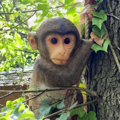 a small monkey is sitting in a tree at Beautiful 1-Bed Cabin in Newmarket in Newmarket