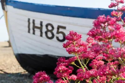 a bunch of pink flowers next to a boat at The Brudenell in Aldeburgh