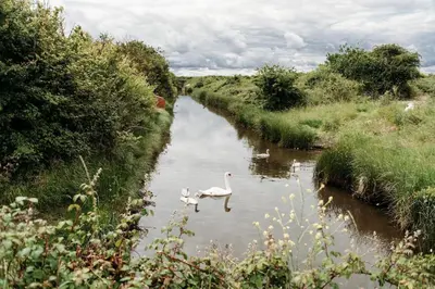 two swans swimming in a river in a field at Sunny Beachside Apt with Free Parking in Southend-on-Sea