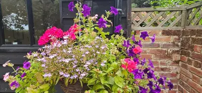 a basket of flowers on the side of a building at Lilys Cottage - Sleeps 2 - Pet friendly in Stowmarket