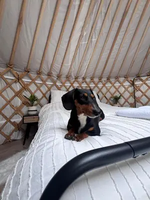 a dog sitting on a bed in a yurt at The Isla Yurt in Colchester