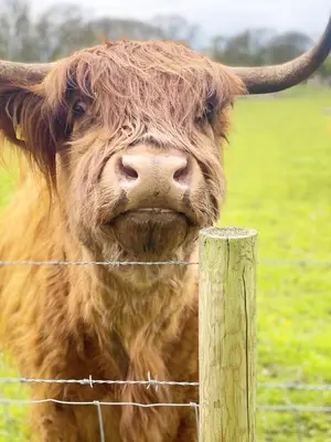 a cow standing behind a barbed wire fence at Honeywood Farm Cabins in Woodham Ferrers