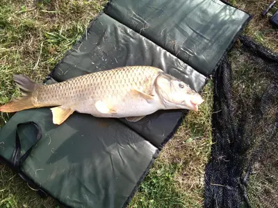 a fish laying on a plastic bag on the grass at Meadow Lodge in Billericay