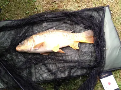 a fish sitting in a trash bag on the grass at Meadow Lodge in Billericay