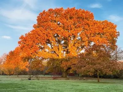 a large tree with orange leaves in a field at Gladwyns Farm Lodge in Thaxted