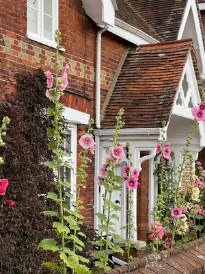 a bunch of pink flowers in front of a house at Cosy 2 bed cottage in beautiful Orford in Orford