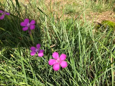 a group of purple flowers in the grass at Nightjar Lodge - Adults Only in Lackford