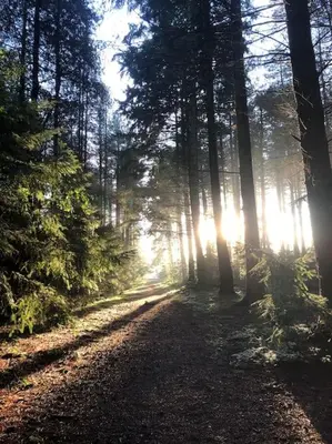 a forest with the sun shining through the trees at Nightjar Lodge - Adults Only in Lackford