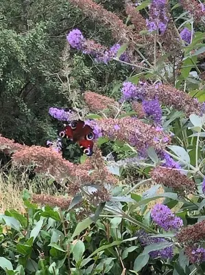 a bunch of purple flowers in a field at Nightingale Lodge - Adults Only in Lackford