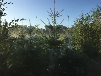 two trees in the middle of a forest of trees at Nightingale Lodge - Adults Only in Lackford