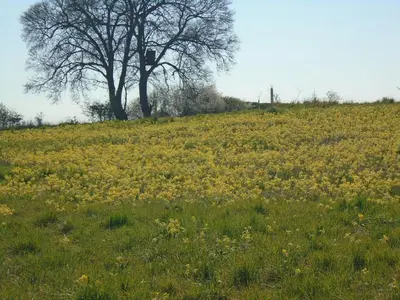 a field of yellow flowers in front of a tree at Orchard View in Bungay