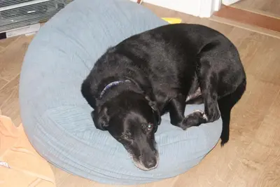 a black dog laying on a blue dog bed at Sam's Stable in Bungay