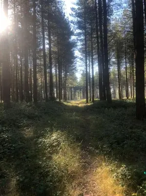 a forest with the sun shining through the trees at Barn Owl Lodge with Hot Tub - Adults Only in Lackford